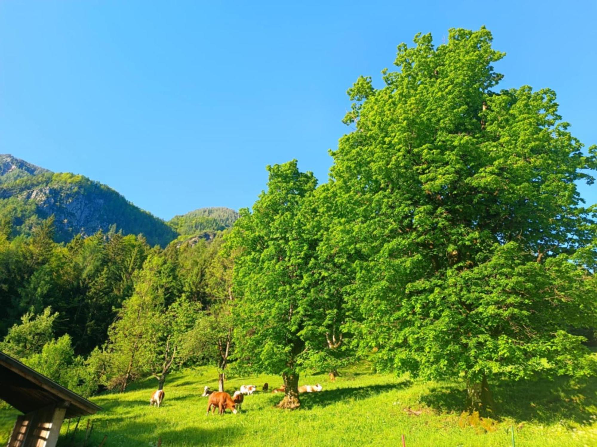 Sigma House Pansiyon Mojstrana Dış mekan fotoğraf